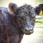 18. Historische Korn- und Hansemarkt Haselünne