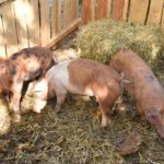 18. Historische Korn- und Hansemarkt Haselünne