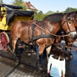18. Historische Korn- und Hansemarkt Haselünne